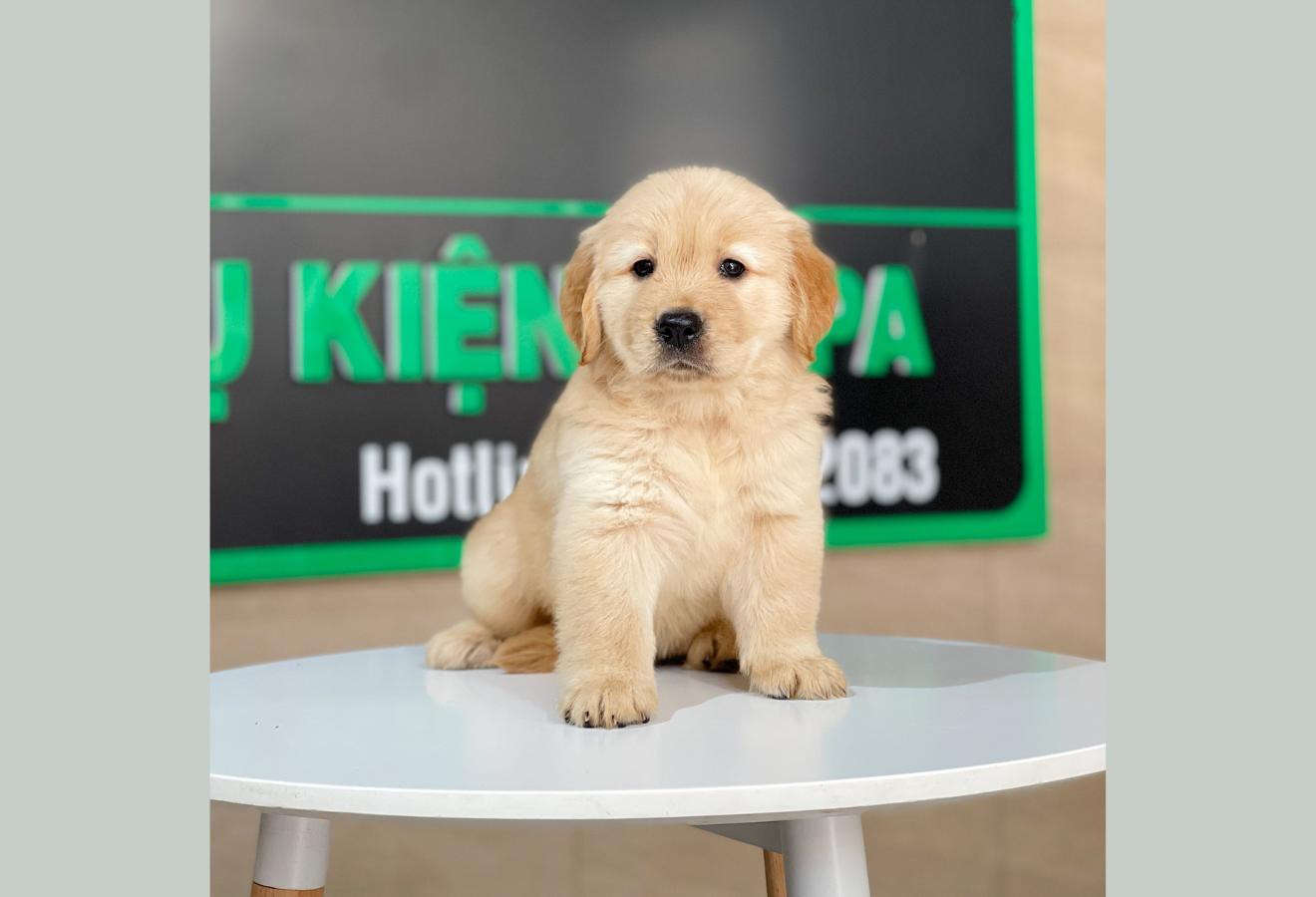 Golden Retriever - Màu Vàng Đậm (MS 28)
