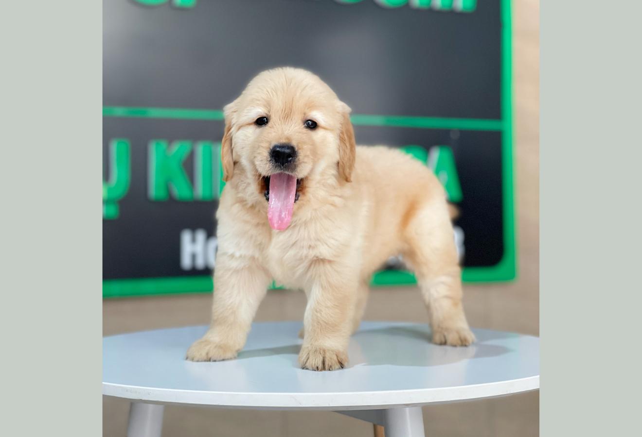 Golden Retriever - Màu Vàng Đậm (MS 28)