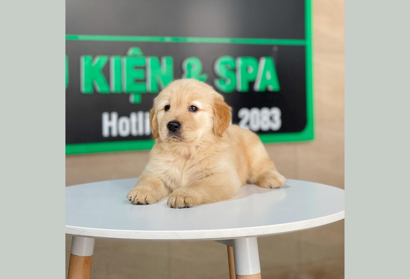 Golden Retriever - Màu Vàng Đậm (MS 28)