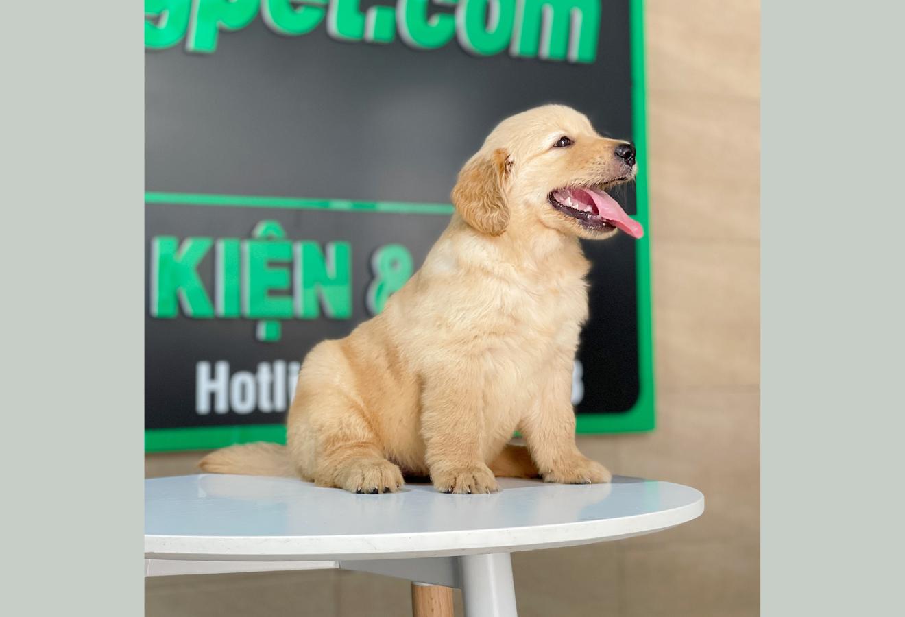 Golden Retriever - Màu Vàng Đậm (MS 29)