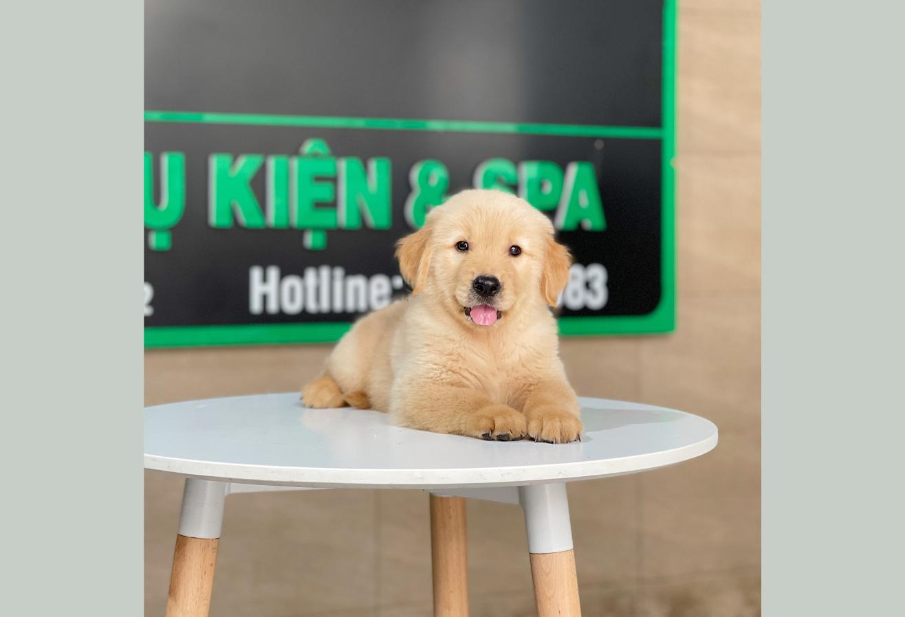 Golden Retriever - Màu Vàng Đậm (MS 30)