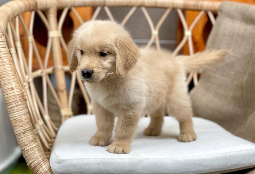 Golden Retriever - Màu Vàng Đậm (MS 31)