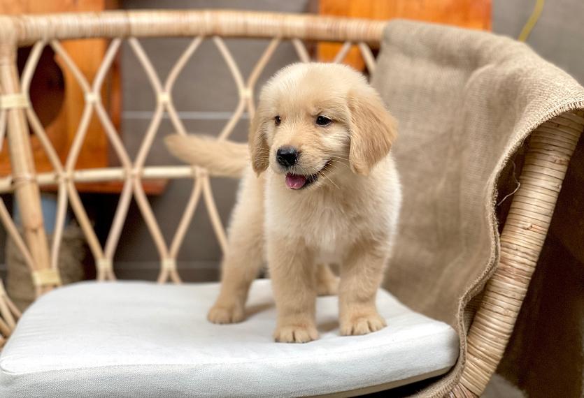 Golden Retriever - Màu Vàng Đậm (MS 31)
