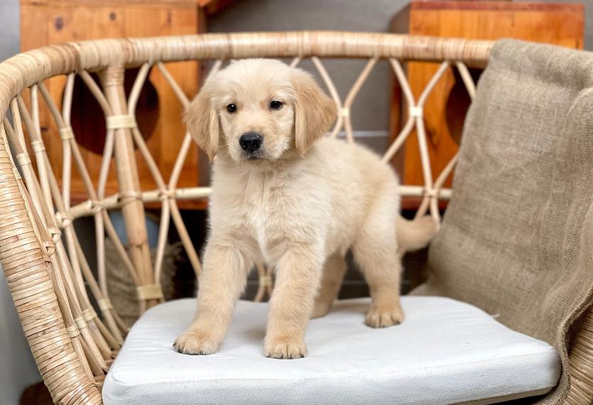 Golden Retriever - Màu Vàng Đậm (MS 32)