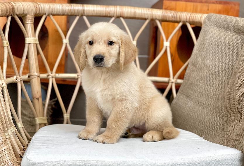 Golden Retriever - Màu Vàng Đậm (MS 32)