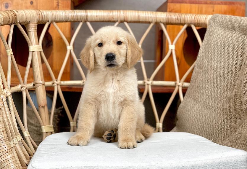 Golden Retriever - Màu Vàng Đậm (MS 32)