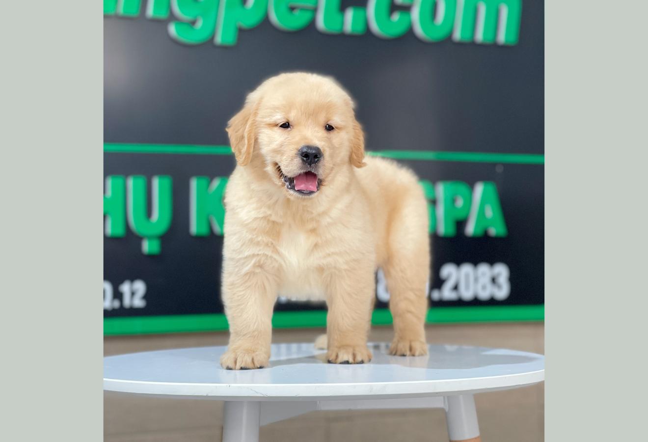 Golden Retriever - Màu Vàng Đậm (MS 26)