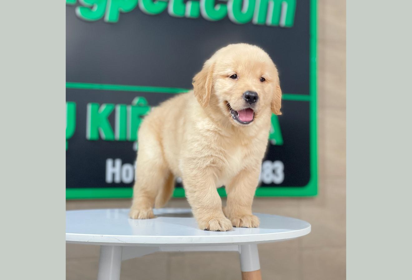 Golden Retriever - Màu Vàng Đậm (MS 26)