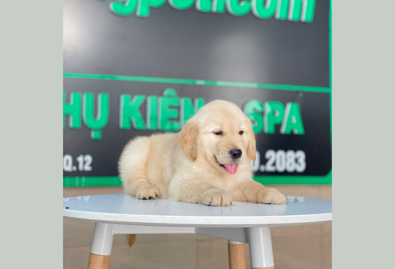 Golden Retriever - Màu Vàng Kem (MS 15)
