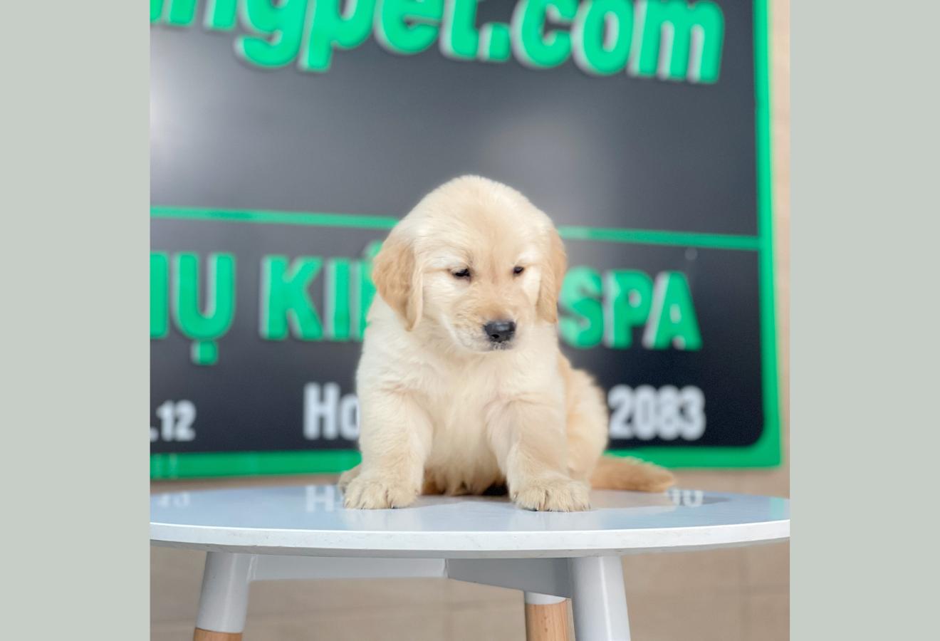 Golden Retriever - Màu Vàng Kem (MS 15)