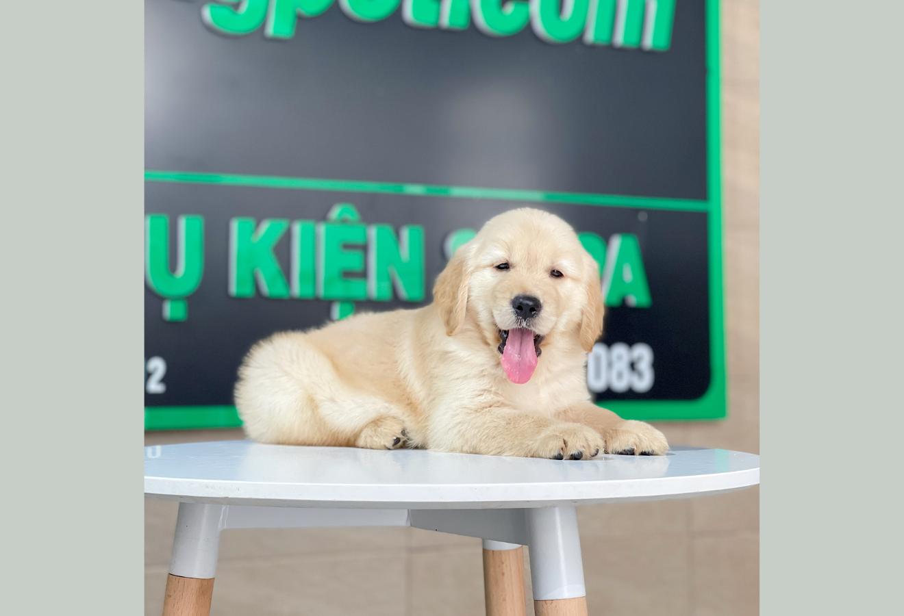 Golden Retriever - Màu Vàng Kem (MS 15)