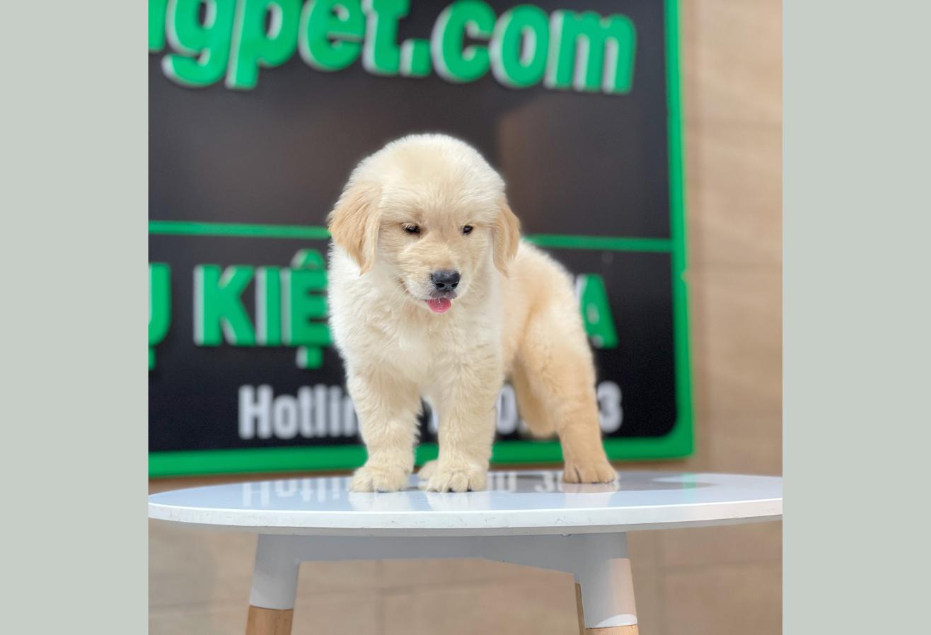 Golden Retriever - Màu Vàng Kem (MS 16)