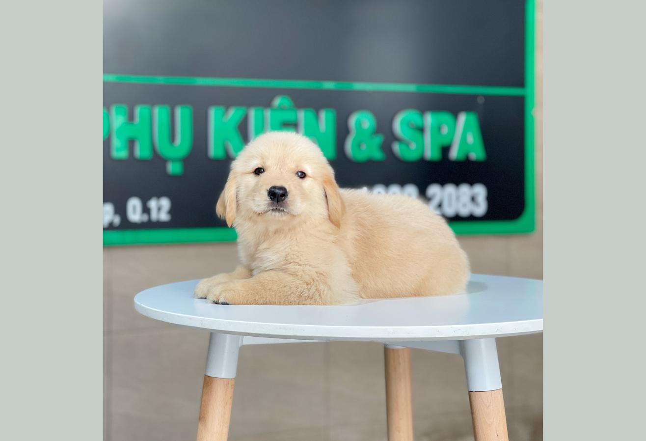 Golden Retriever - Màu Vàng Kem (MS 17)
