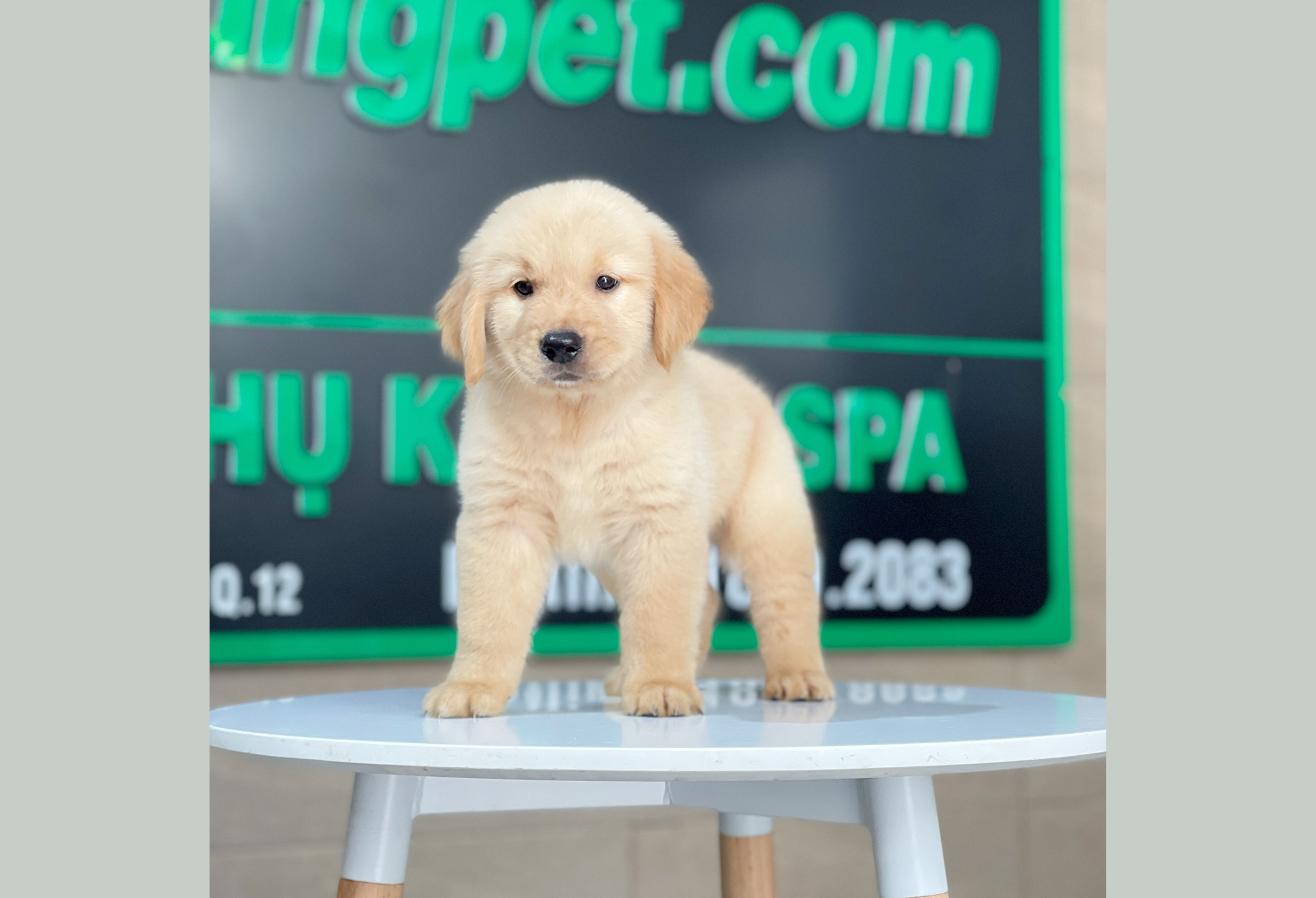 Golden Retriever - Màu Vàng Kem (MS 18)