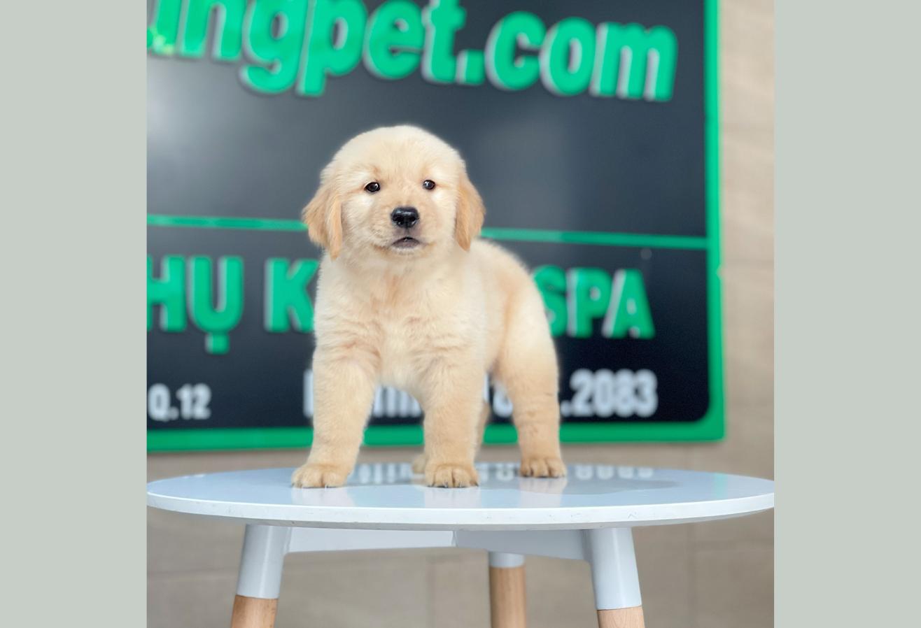 Golden Retriever - Màu Vàng Kem (MS 18)