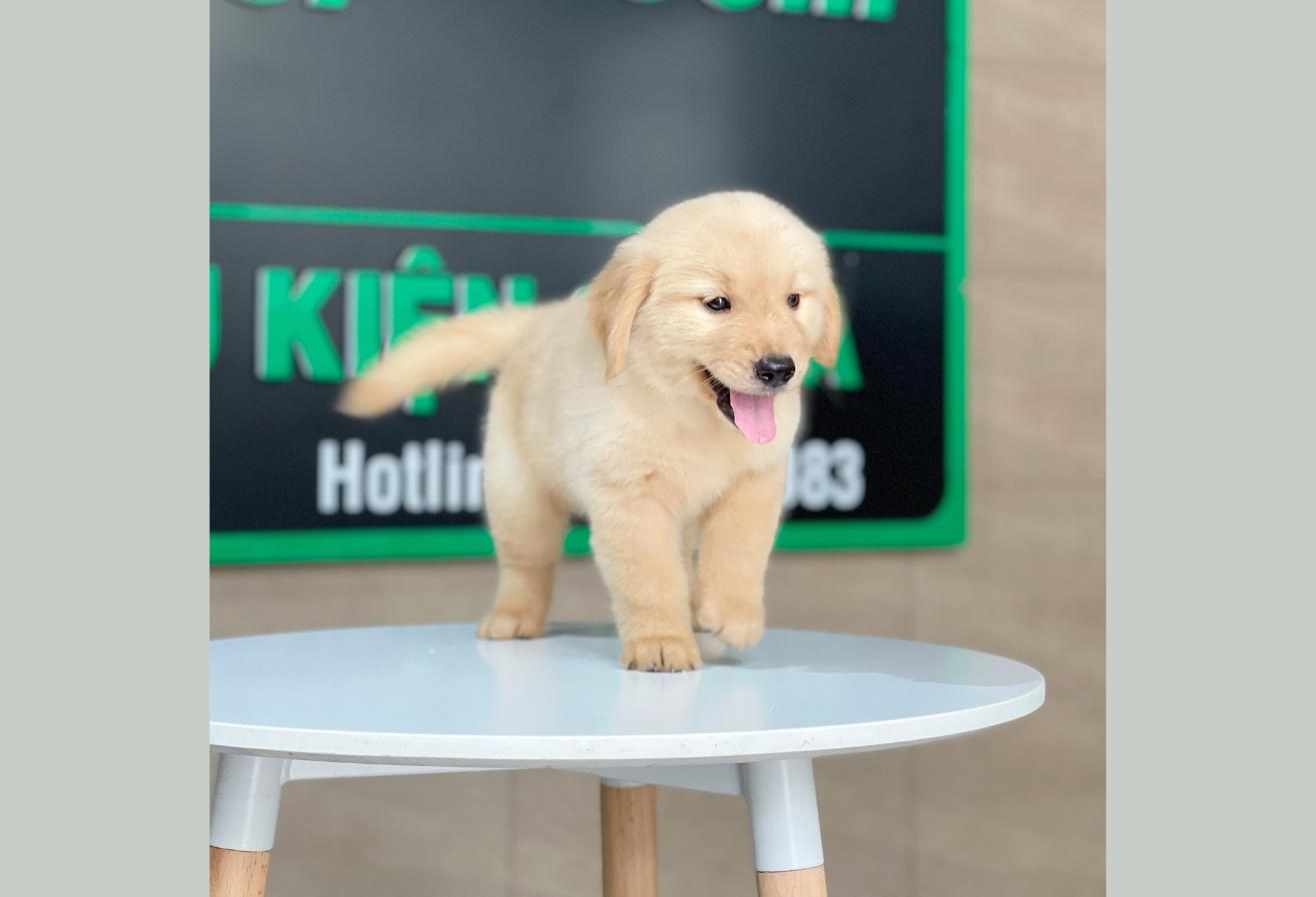 Golden Retriever - Màu Vàng Kem (MS 18)
