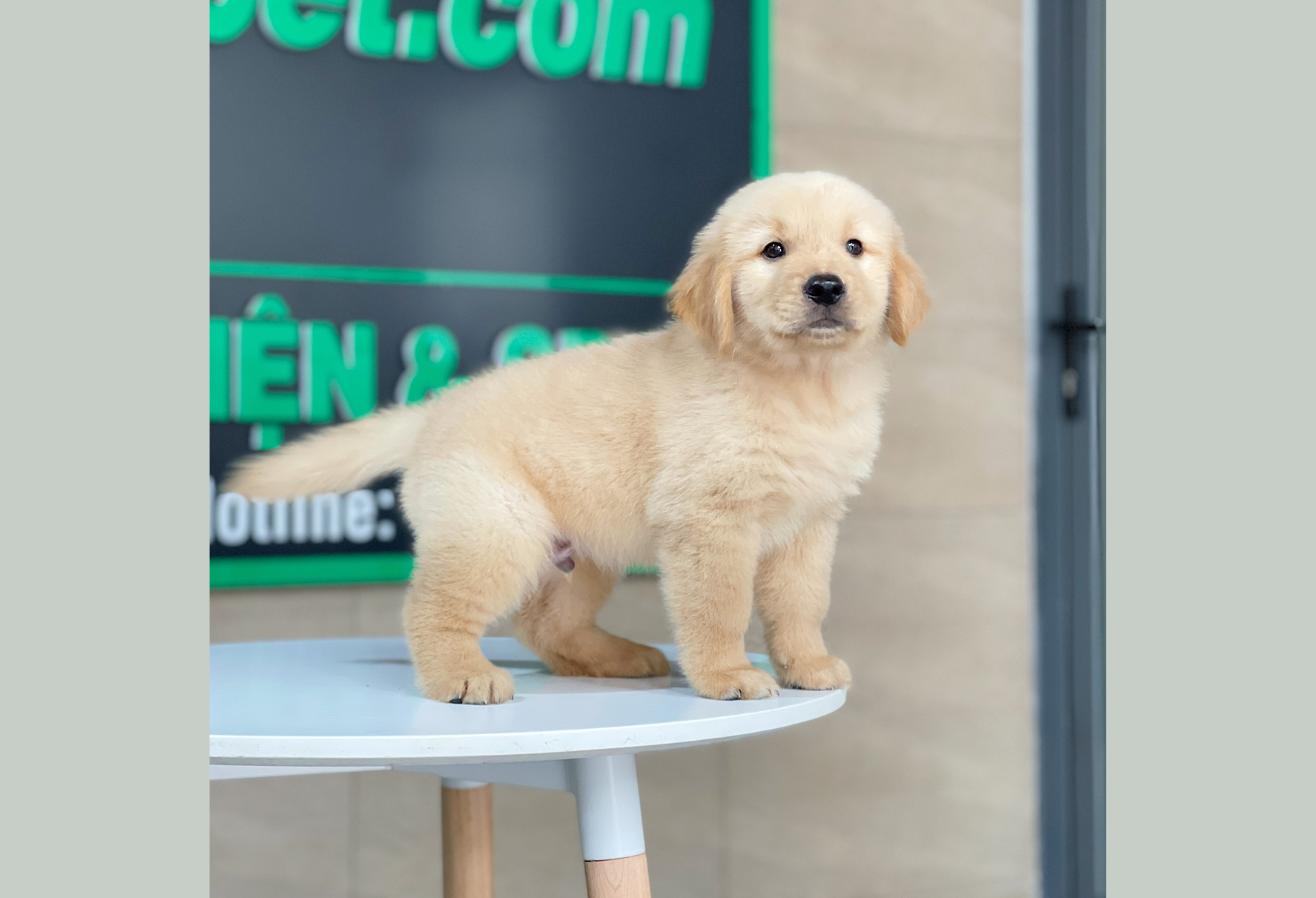 Golden Retriever - Màu Vàng Kem (MS 18)