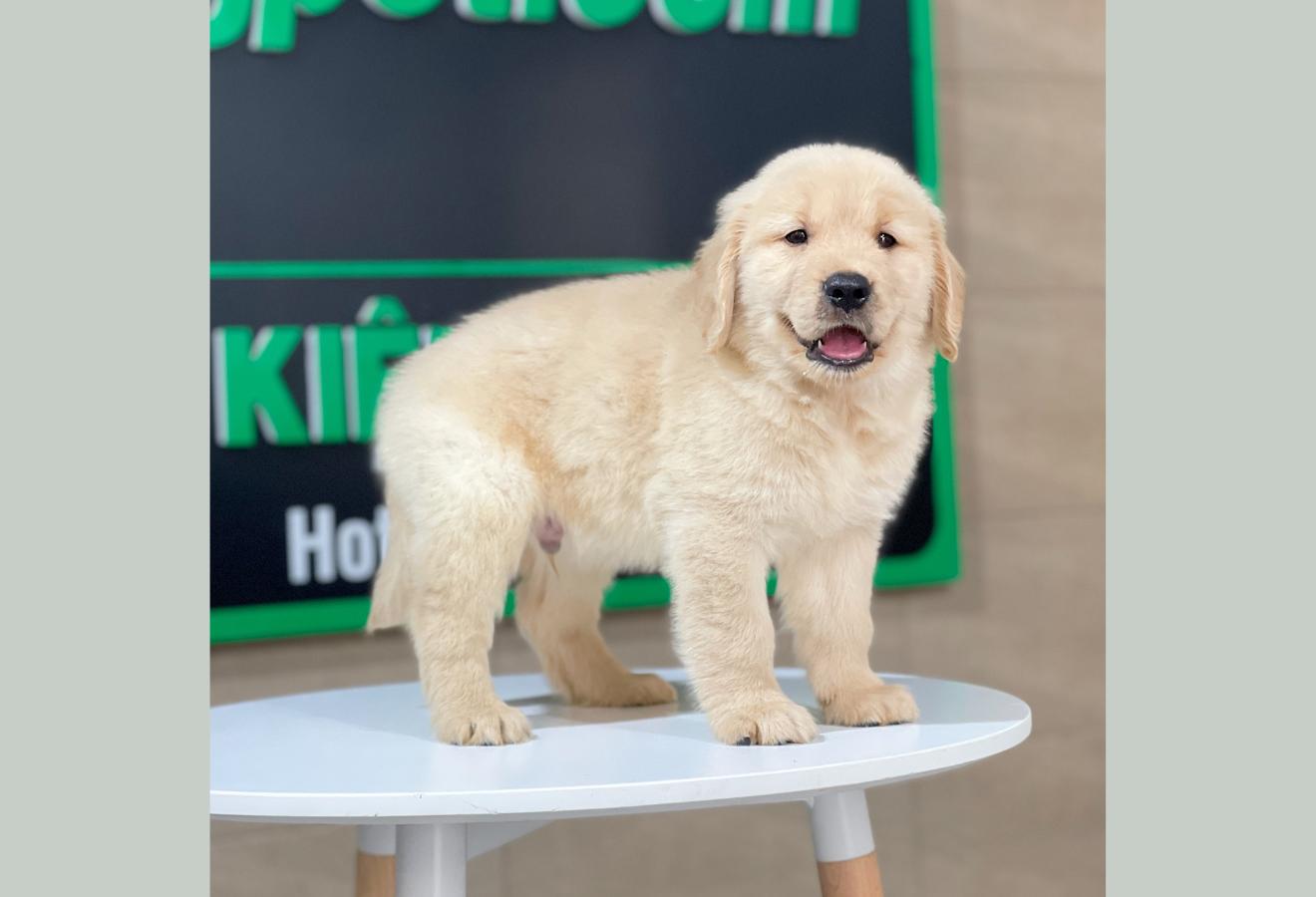 Golden Retriever - Màu Vàng Kem (MS 12)