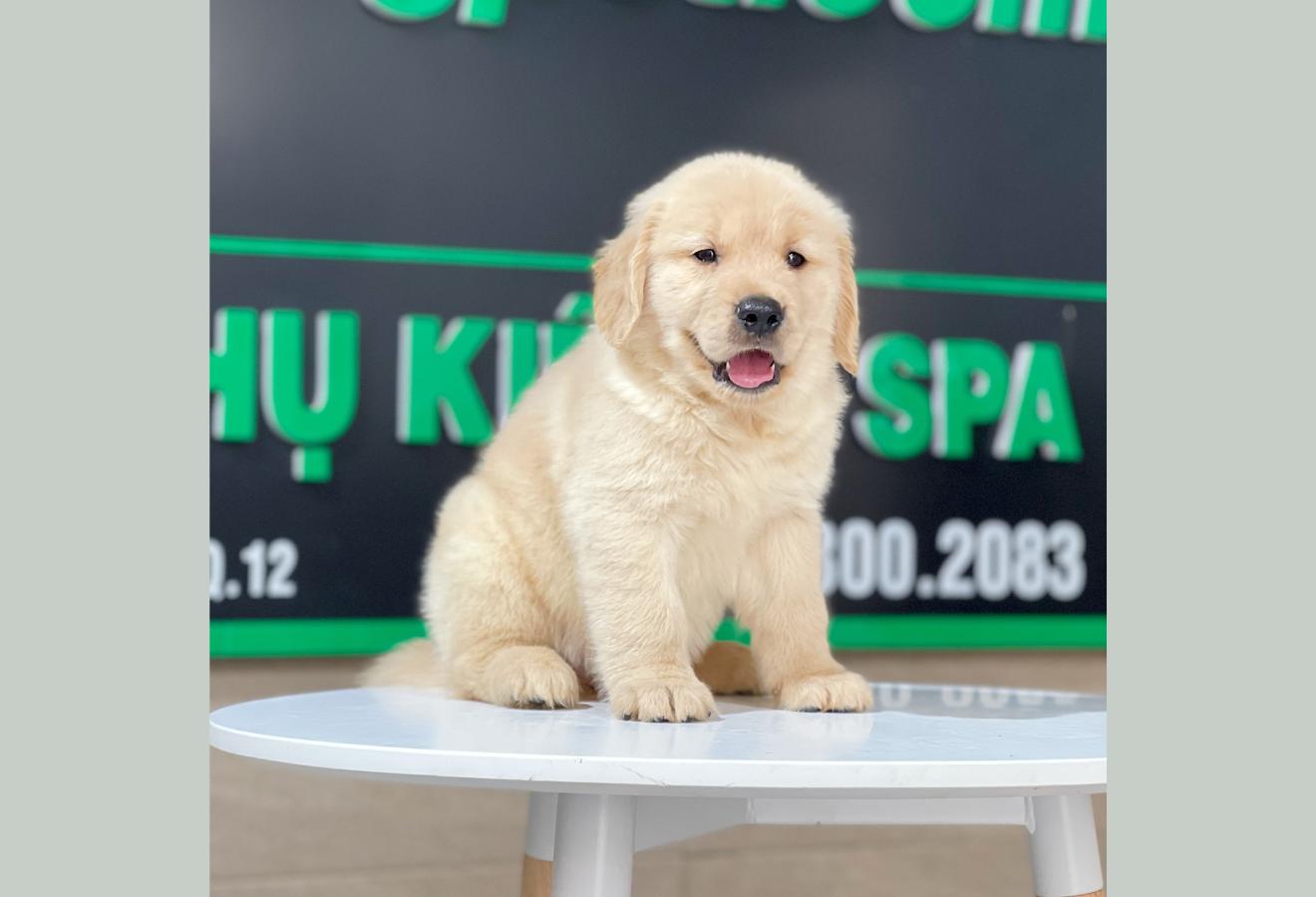 Golden Retriever - Màu Vàng Kem (MS 12)