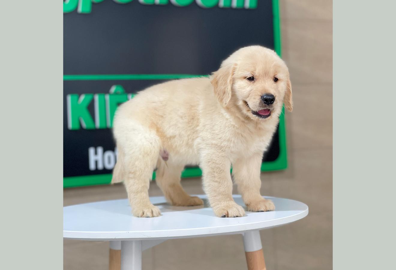Golden Retriever - Màu Vàng Kem (MS 12)