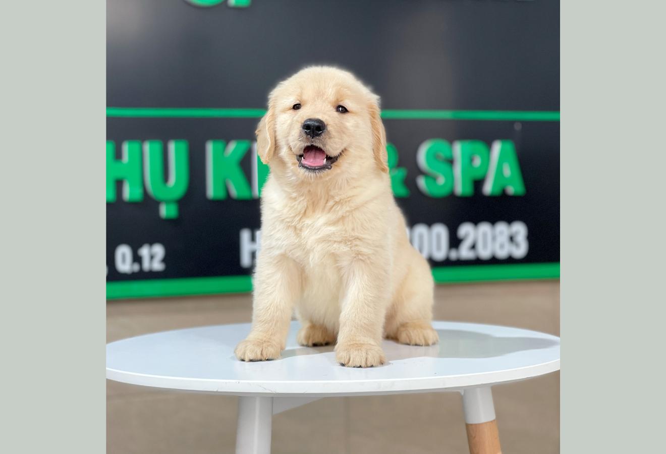 Golden Retriever - Màu Vàng Kem (MS 12)