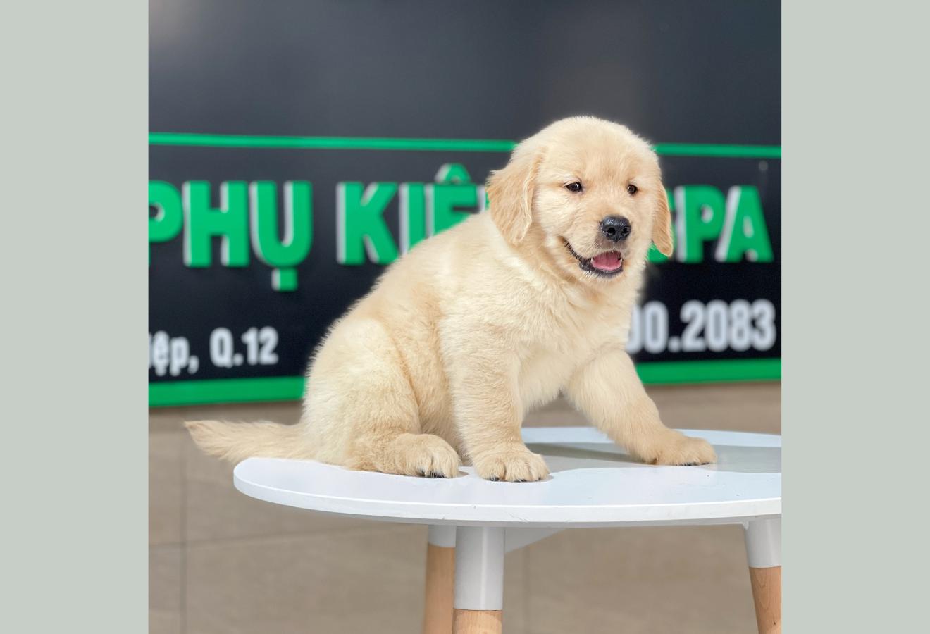 Golden Retriever - Màu Vàng Kem (MS 12)