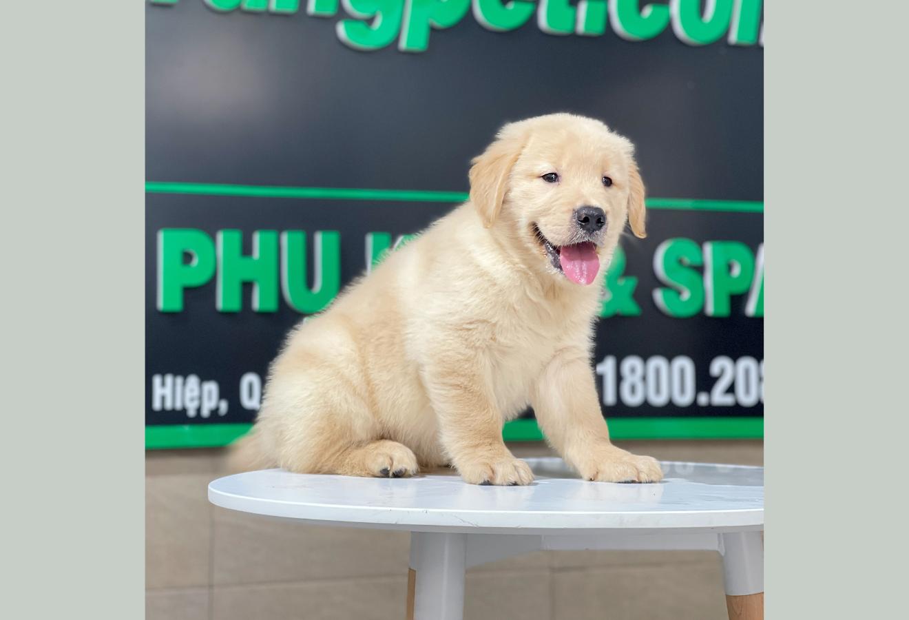 Golden Retriever - Màu Vàng Kem (MS 13)
