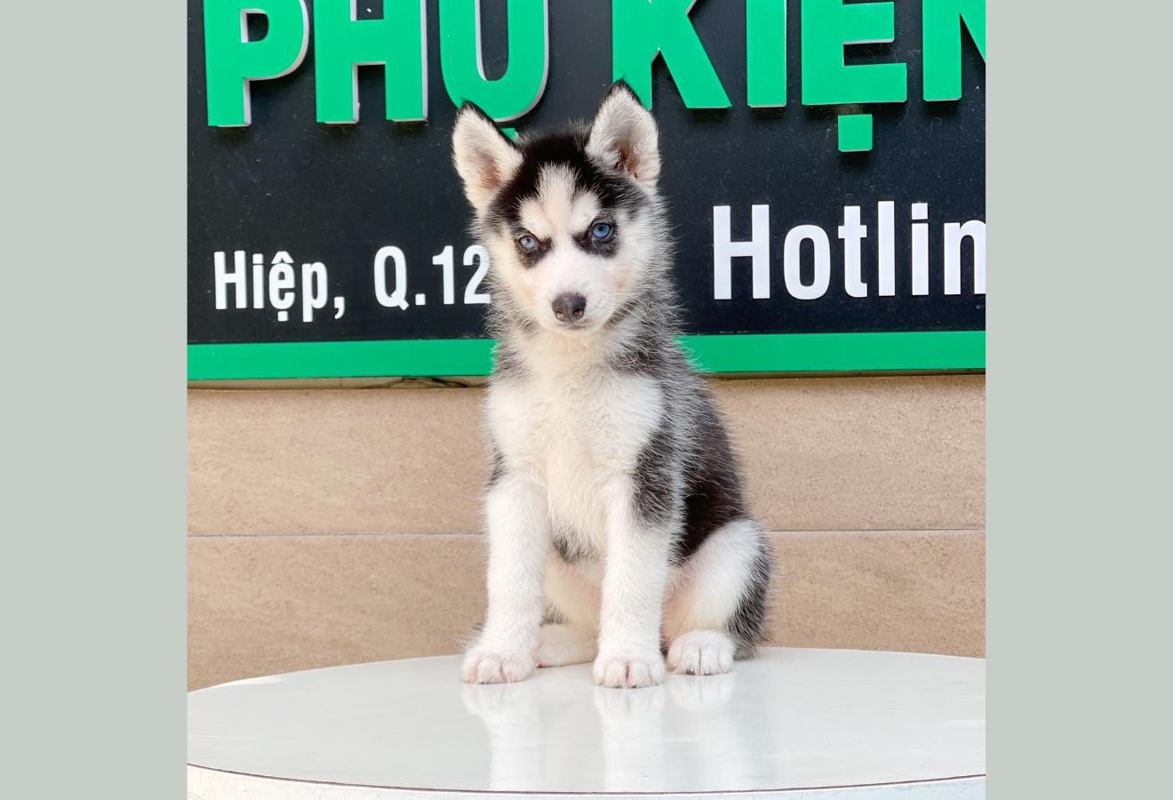 Husky Siberian - Màu Đen Trắng (MS 01)