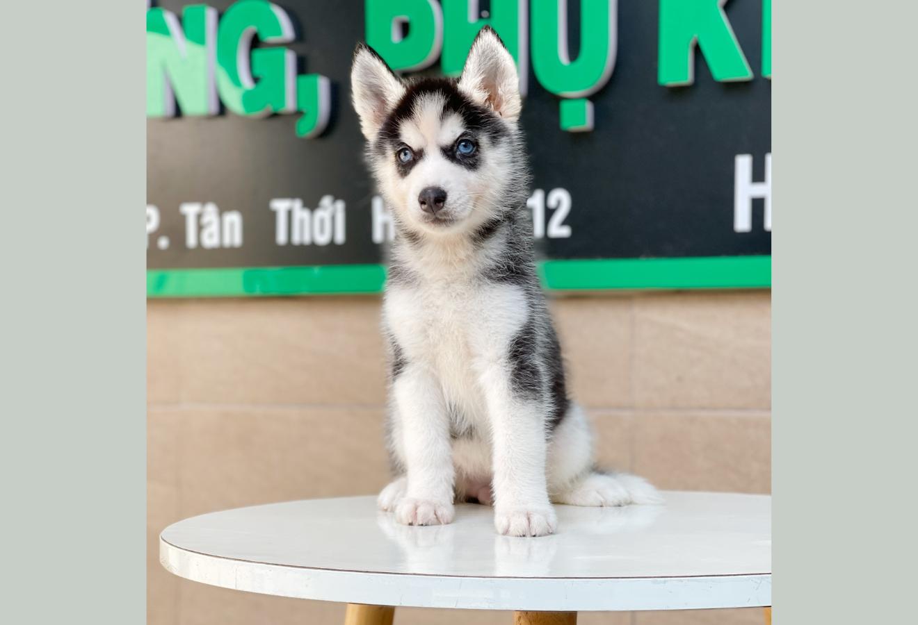 Husky Siberian - Màu Đen Trắng (MS 01)