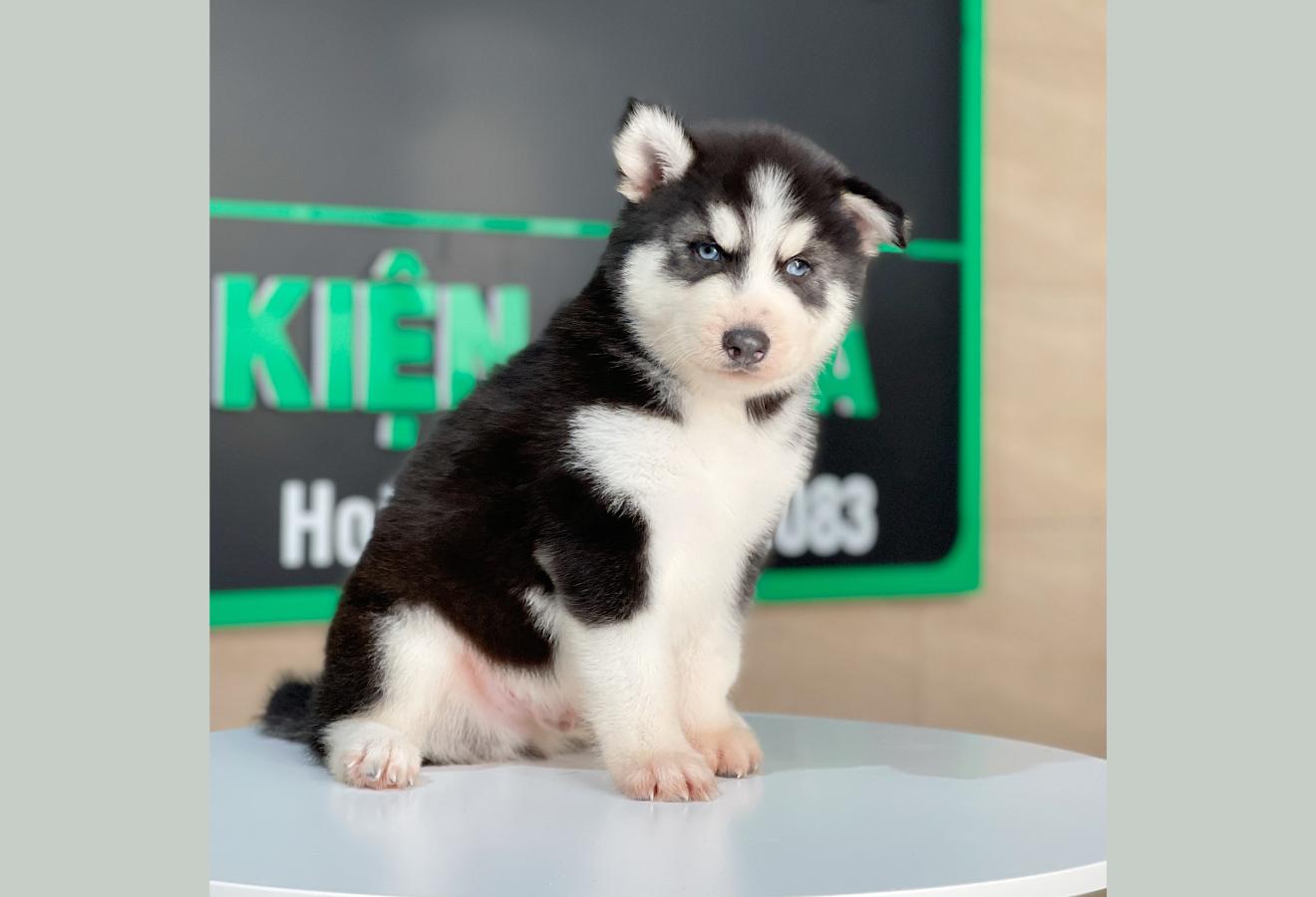 Husky Siberian - Màu Đen Trắng (MS 07)