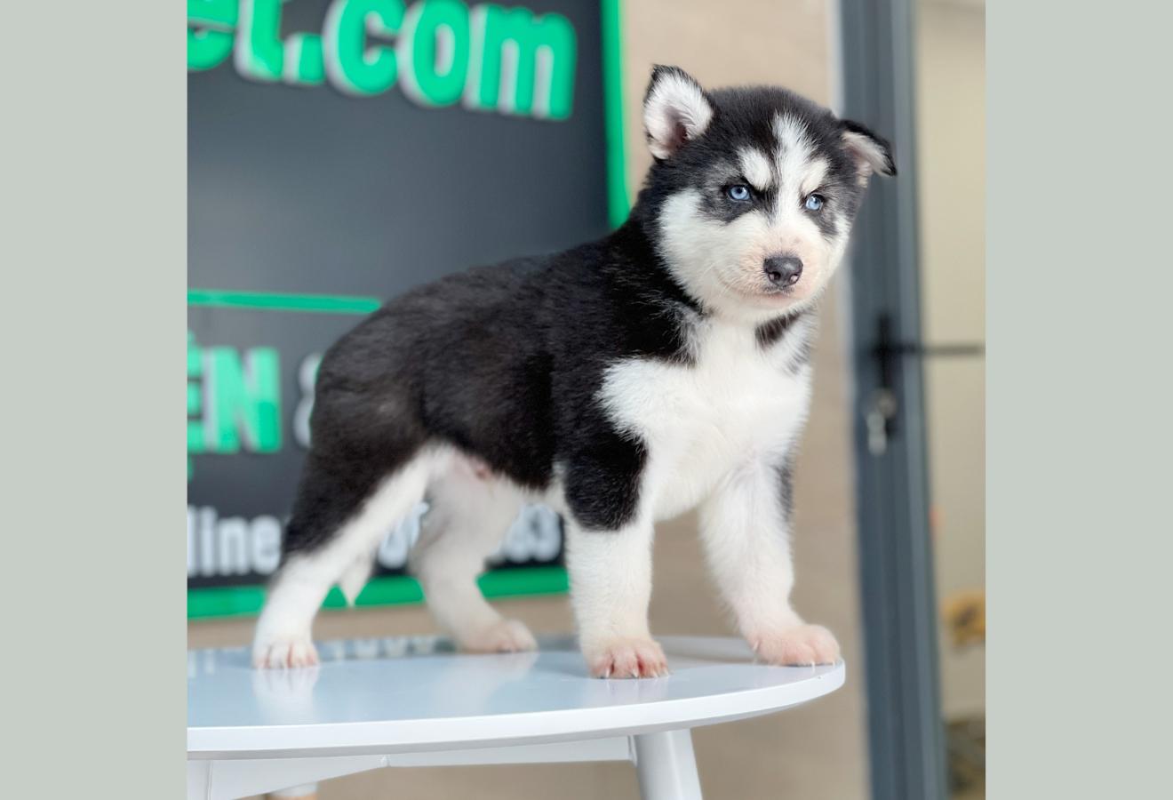 Husky Siberian - Màu Đen Trắng (MS 07)