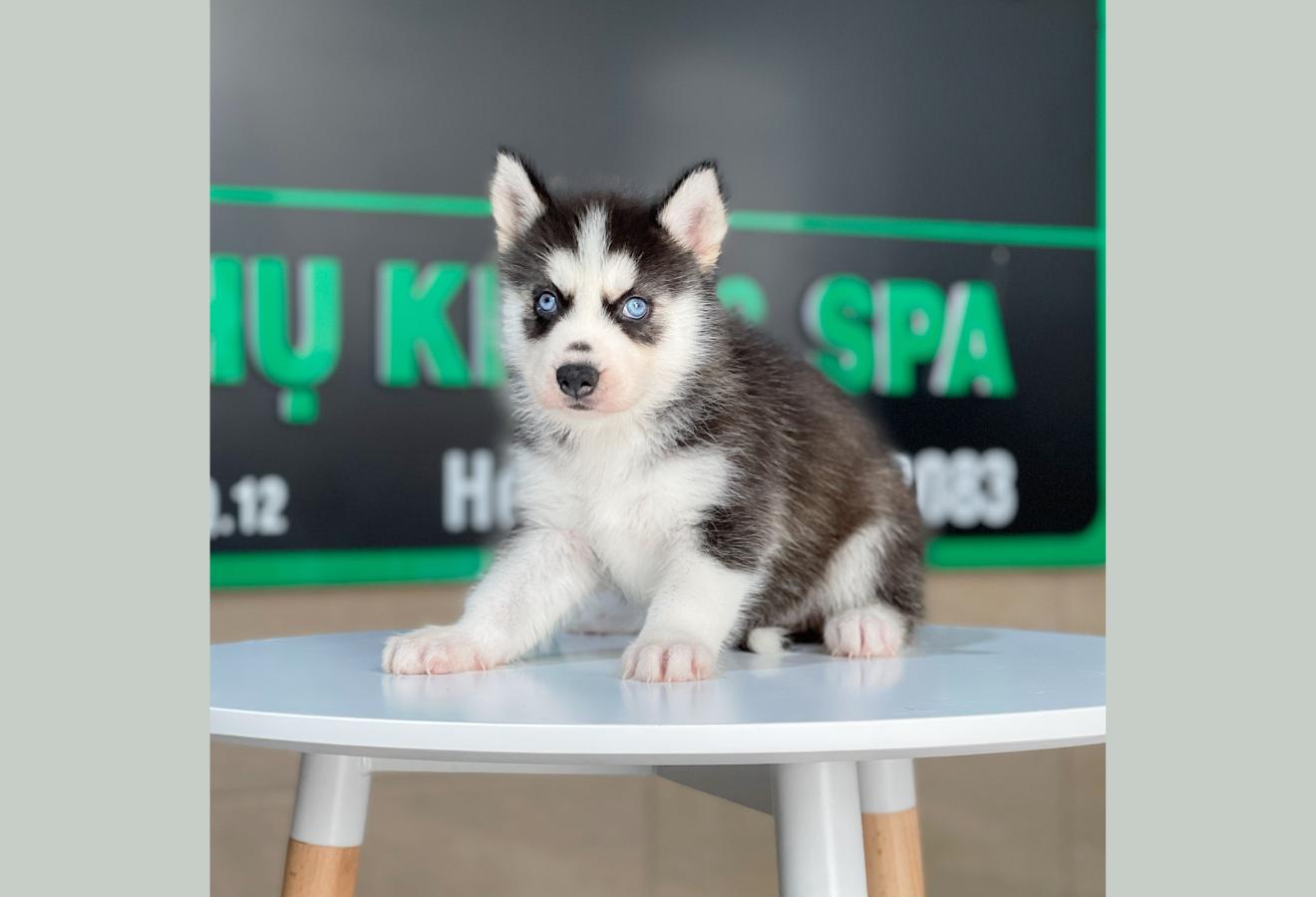Husky Siberian - Màu Đen Trắng (MS 09)