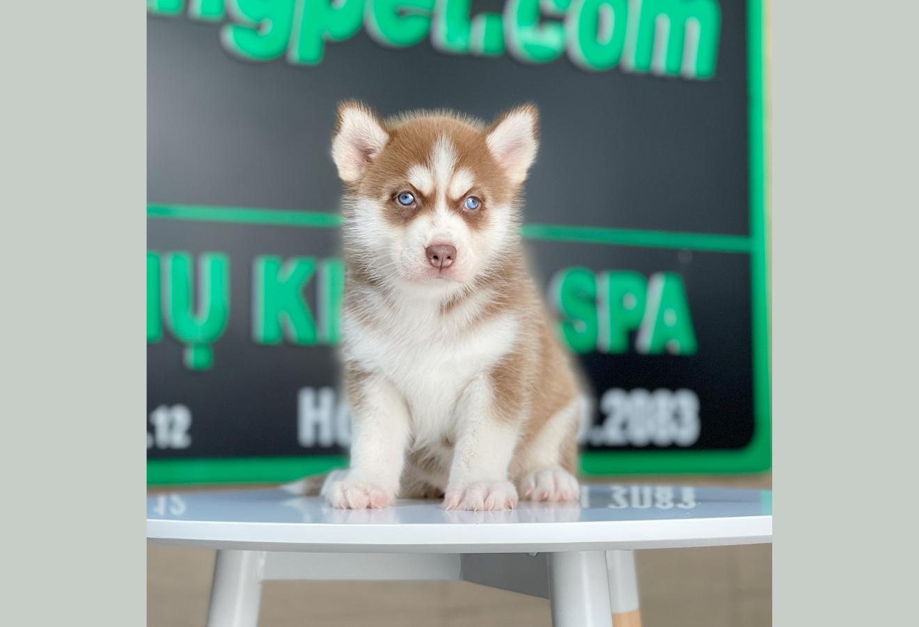 Husky Siberian - Màu Nâu Đỏ (MS 01)