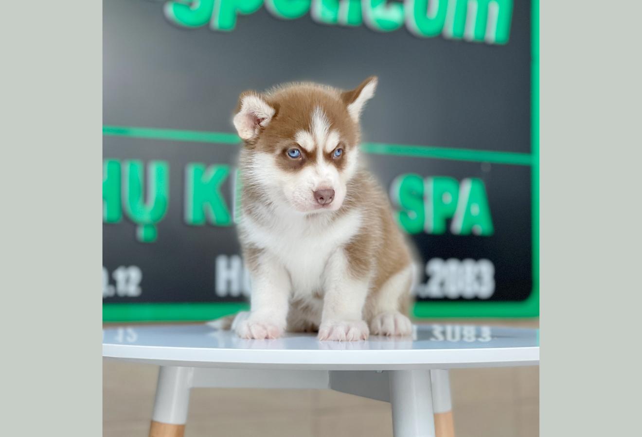 Husky Siberian - Màu Nâu Đỏ (MS 01)