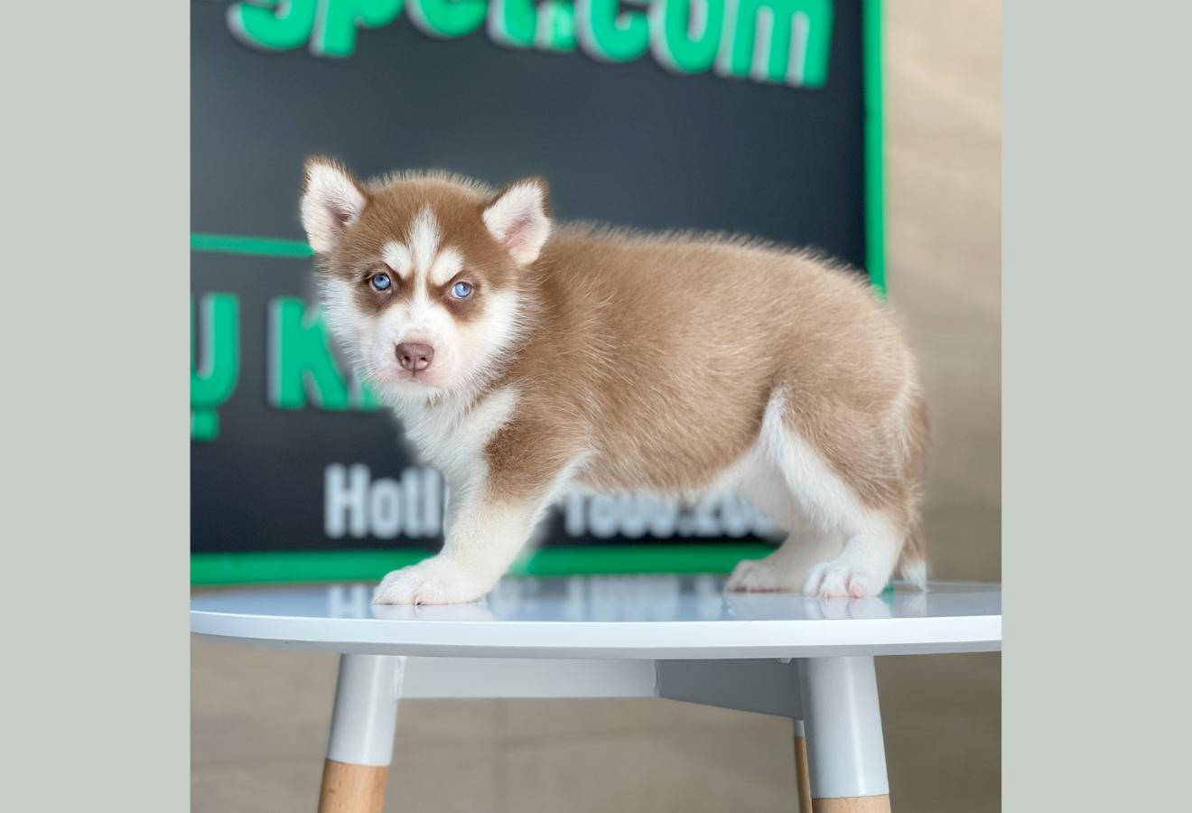 Husky Siberian - Màu Nâu Đỏ (MS 01)