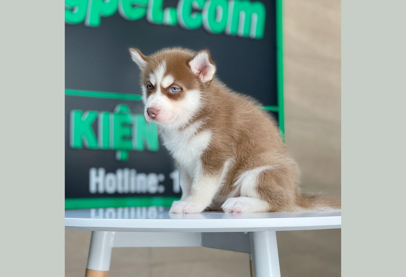 Husky Siberian - Màu Nâu Đỏ (MS 01)