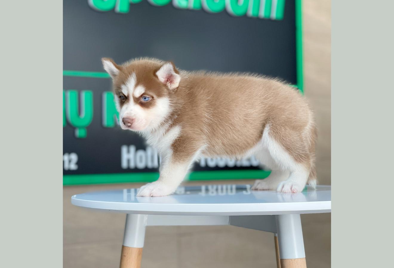 Husky Siberian - Màu Nâu Đỏ (MS 01)