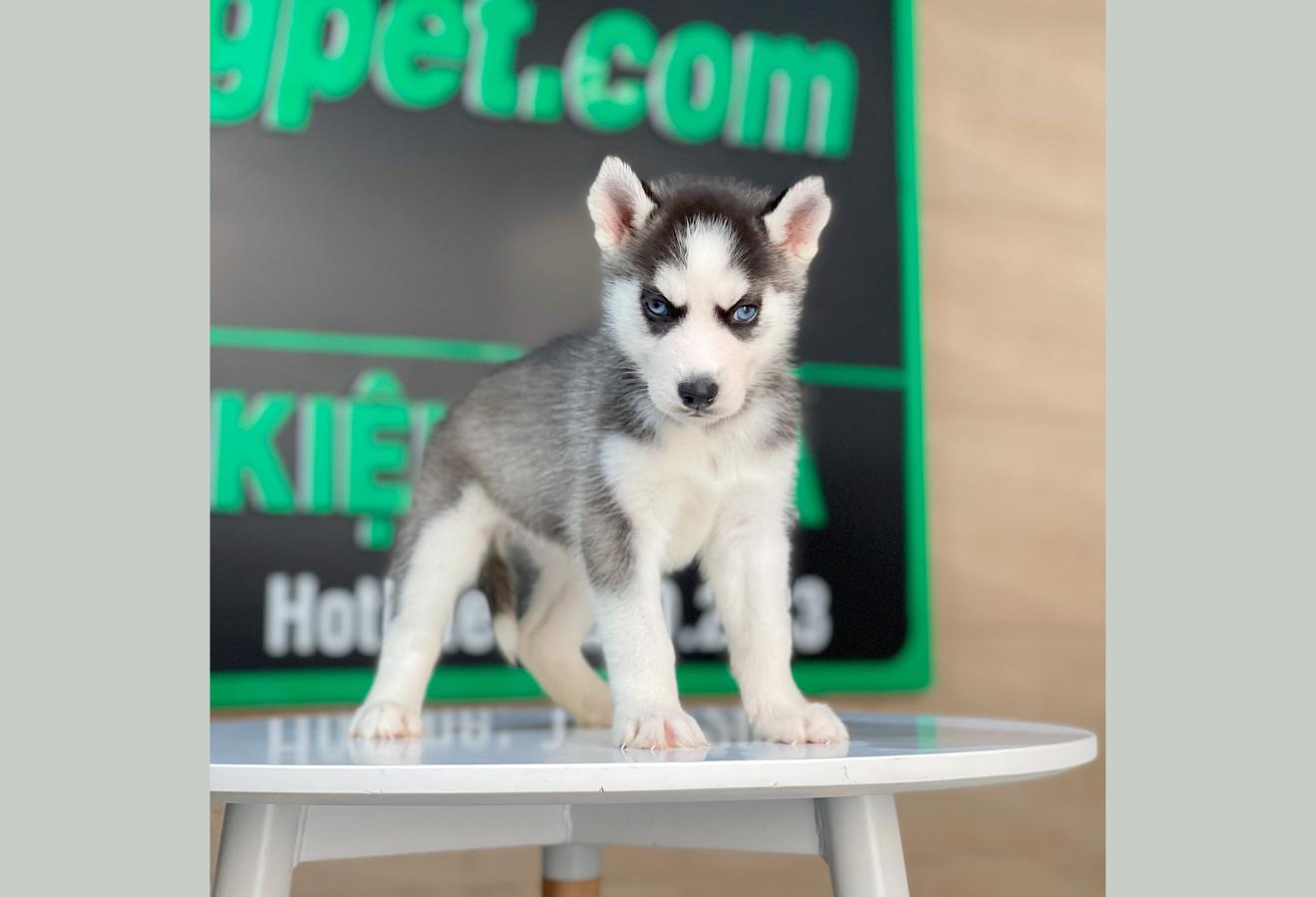 Husky Siberian - Màu Đen Trắng (MS 11)