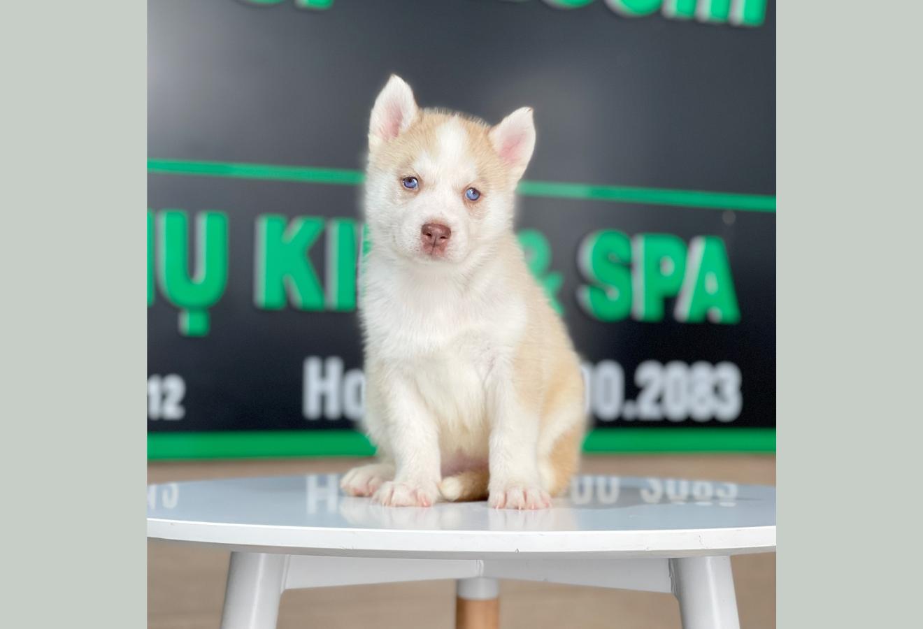 Husky Siberian - Màu Hồng Phấn (MS 01)