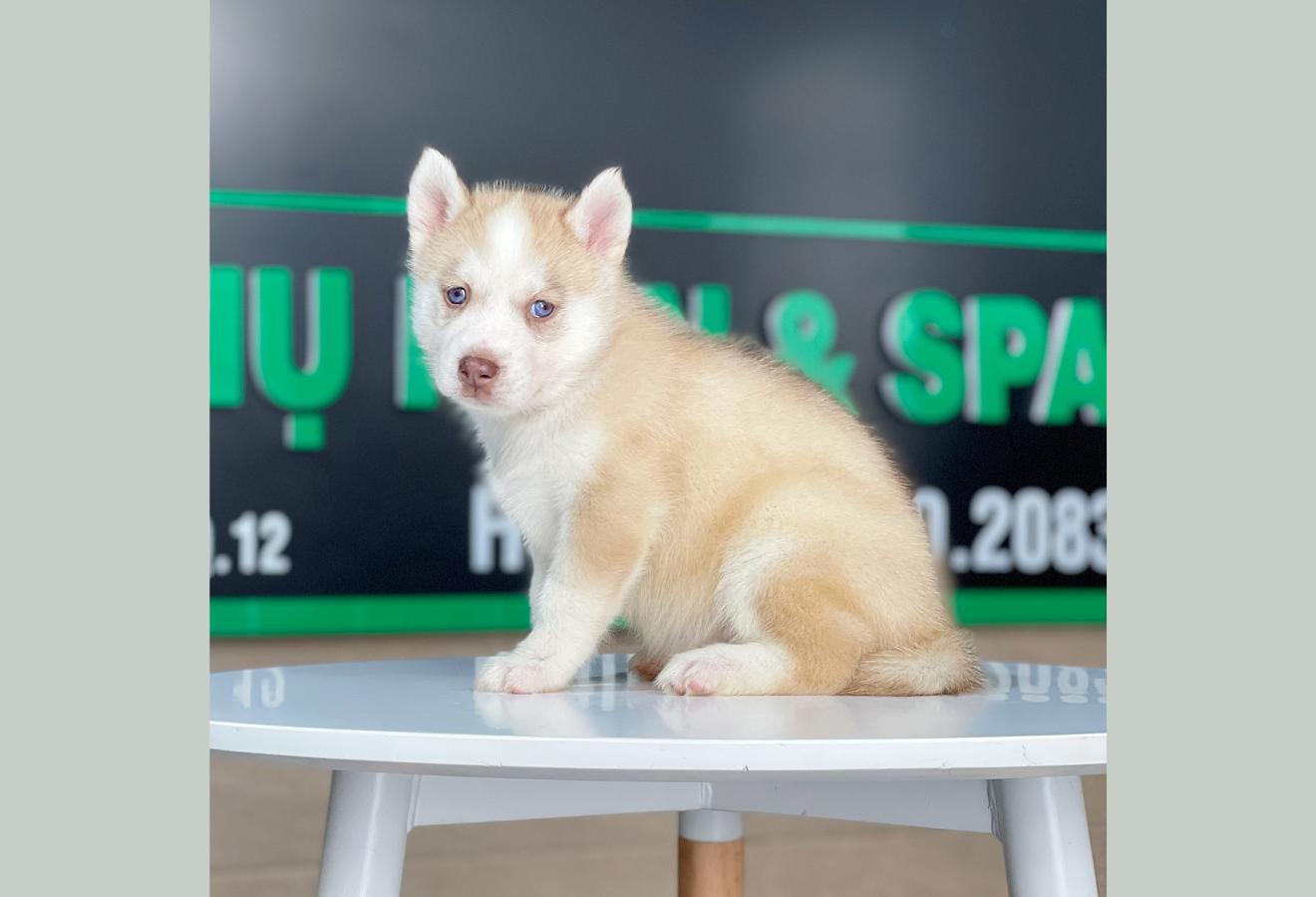 Husky Siberian - Màu Hồng Phấn (MS 01)
