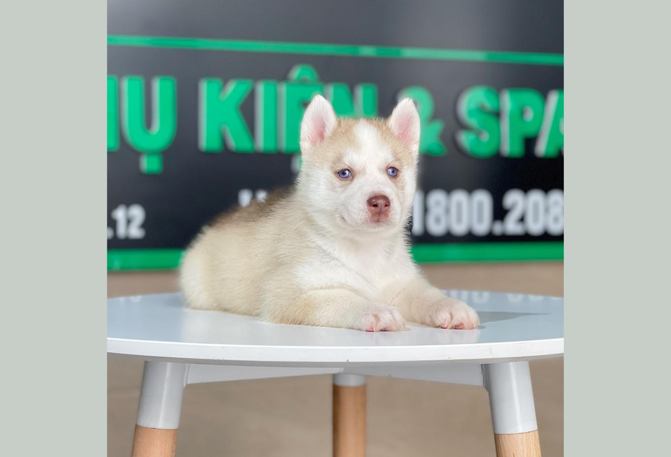 Husky Siberian - Màu Hồng Phấn (MS 01)