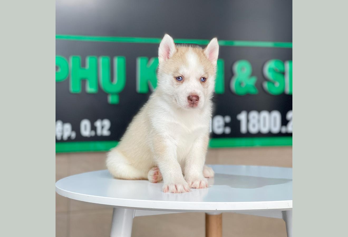 Husky Siberian - Màu Hồng Phấn (MS 01)