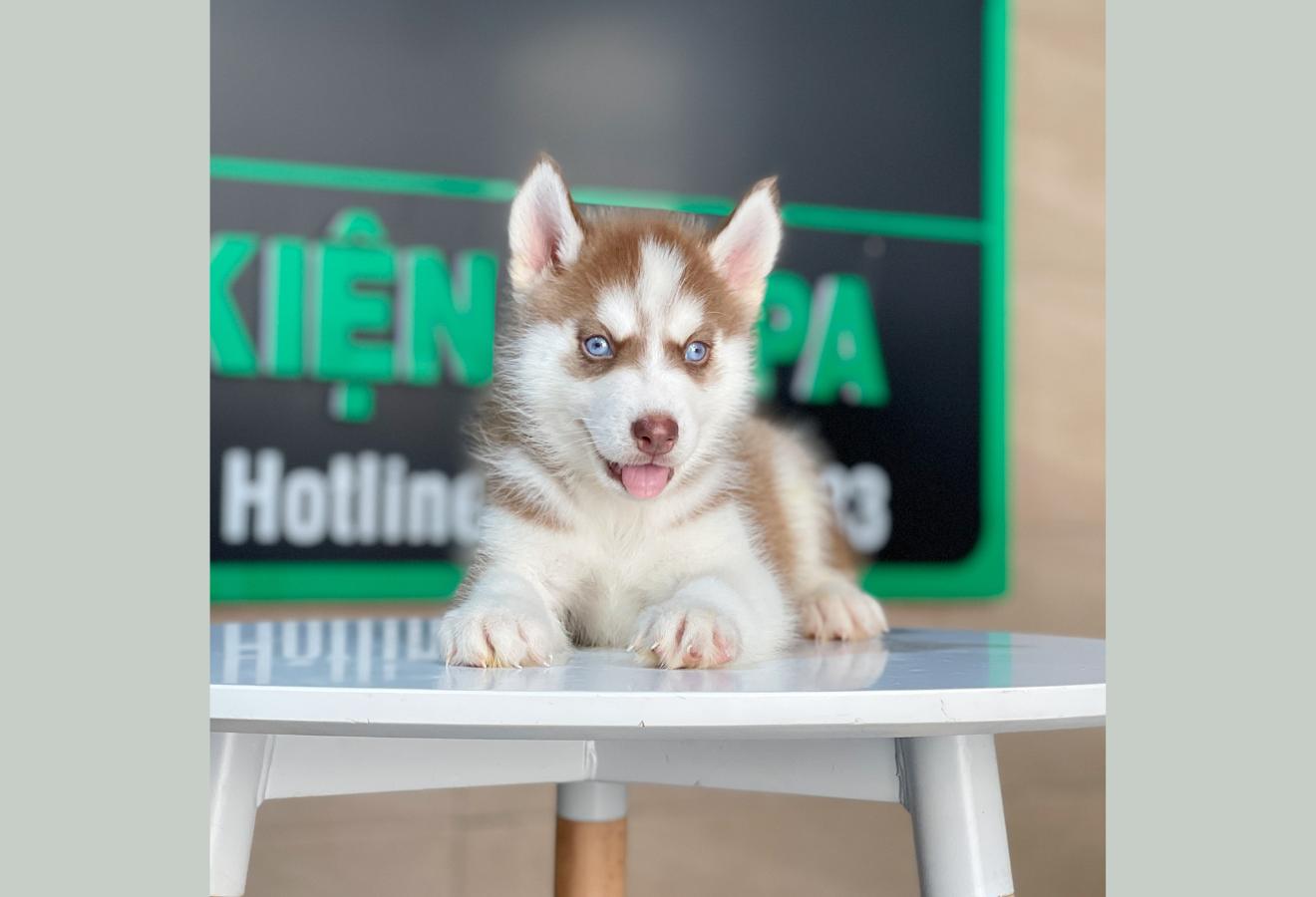 Husky Siberian - Màu Nâu Đỏ (MS 03)