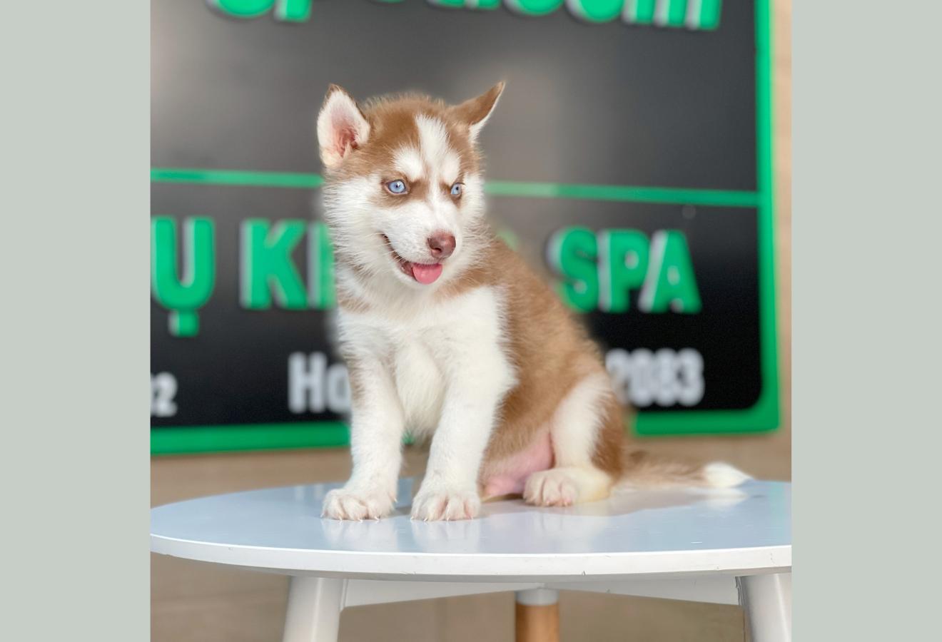 Husky Siberian - Màu Nâu Đỏ (MS 03)