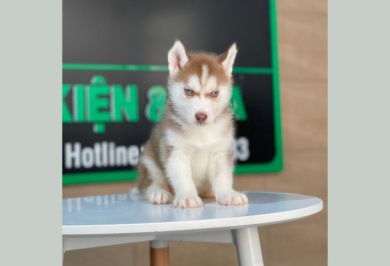 Husky Siberian - Màu Nâu Đỏ (MS 05)