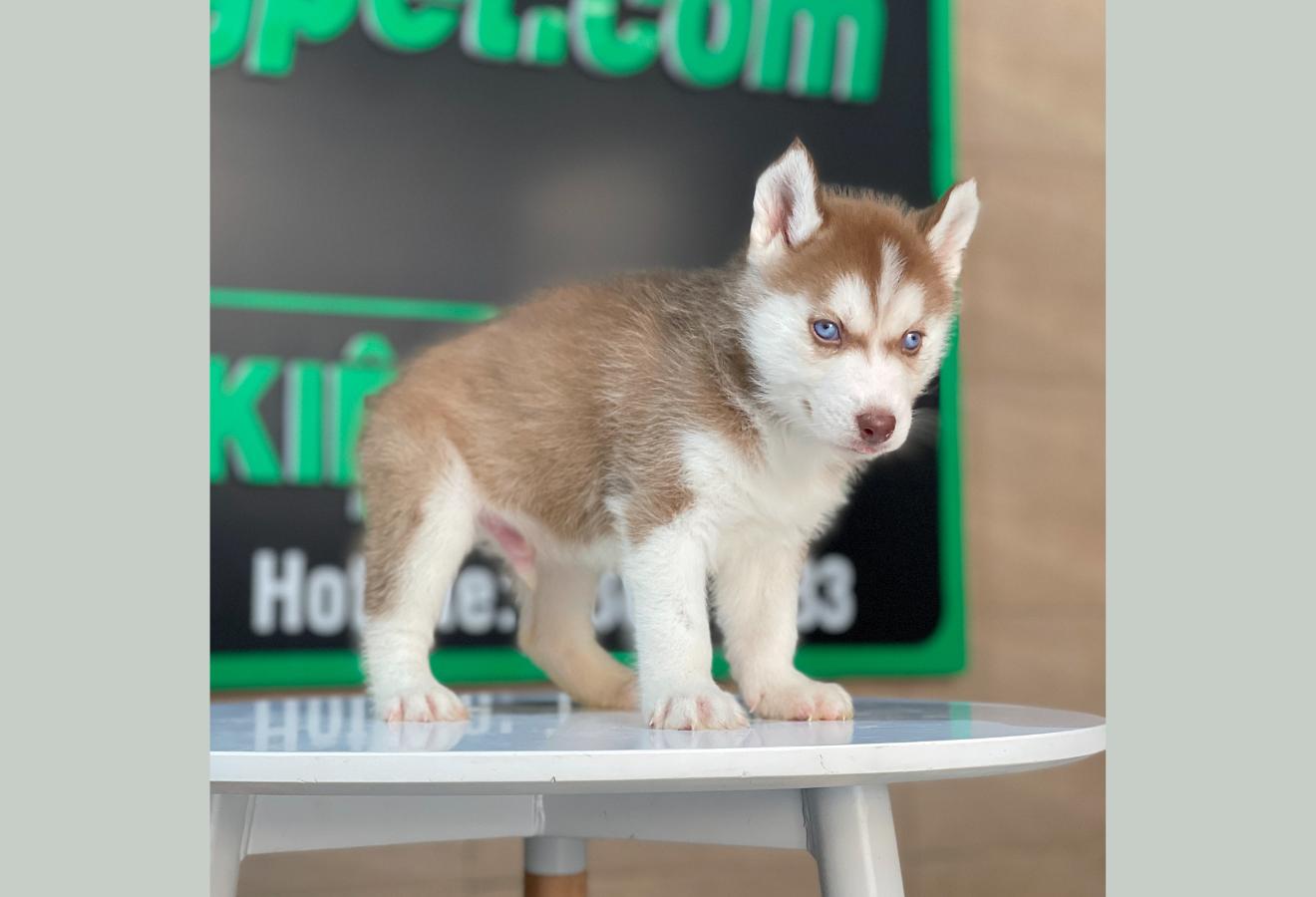 Husky Siberian - Màu Nâu Đỏ (MS 05)