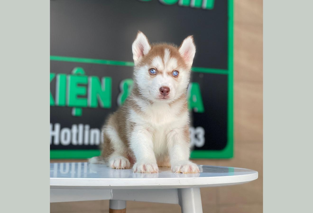 Husky Siberian - Màu Nâu Đỏ (MS 05)