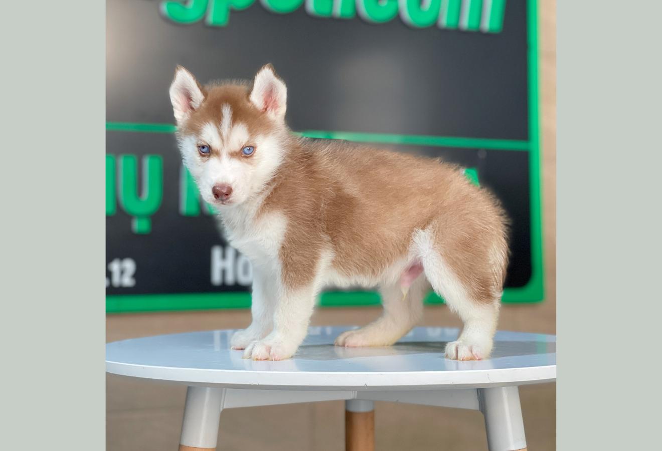 Husky Siberian - Màu Nâu Đỏ (MS 05)