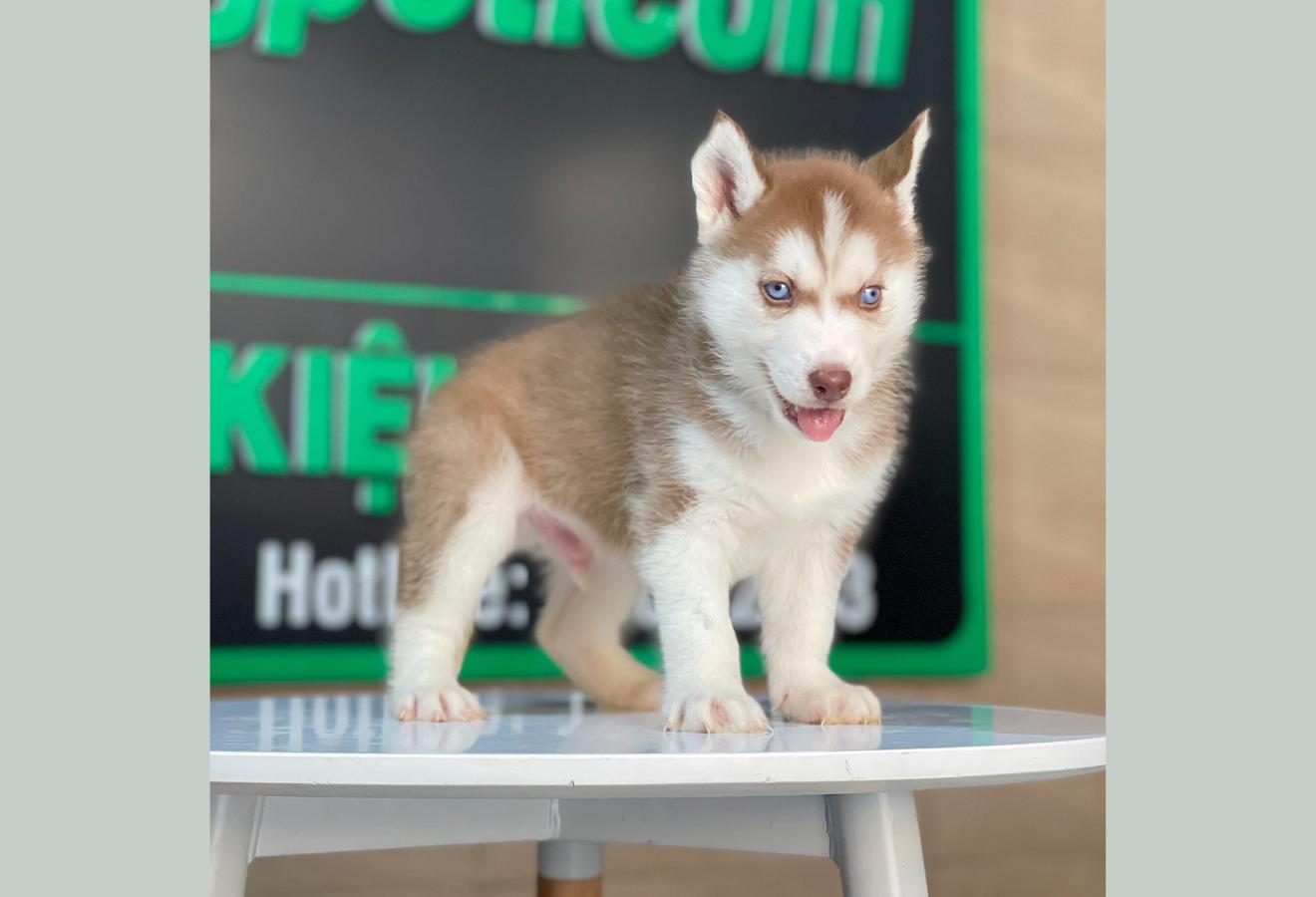 Husky Siberian - Màu Nâu Đỏ (MS 05)