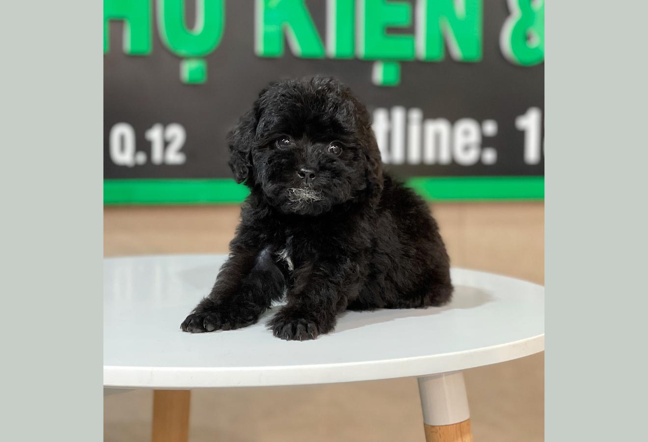 Poodle Toy - Màu Đen (MS 01)